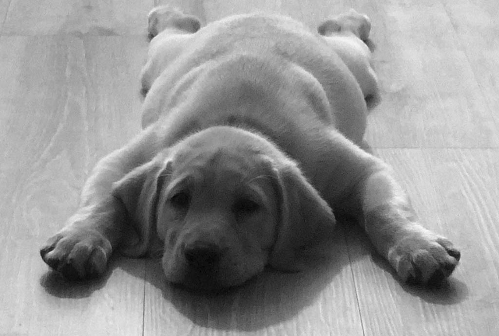 labrador puppy food