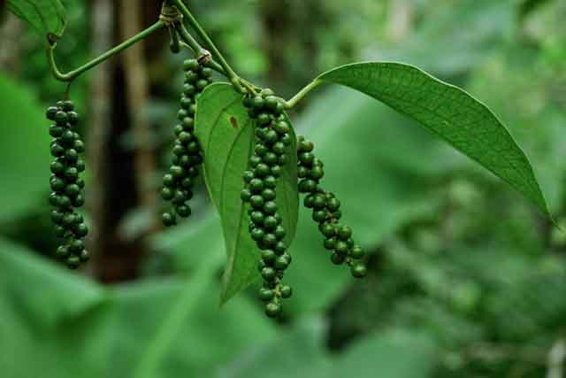 Black pepper in pepper plant