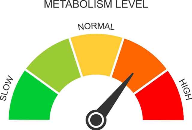 Fast metabolism because of Damiana