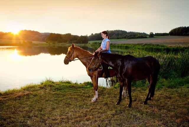 How to Stop a Horse for Beginners